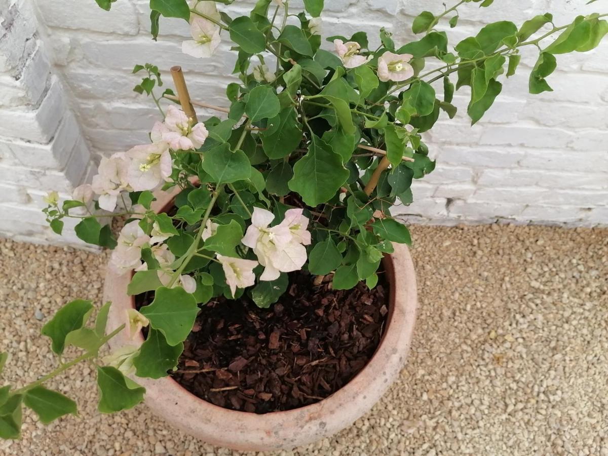 Chez Paulette Villa Avelgem Kültér fotó